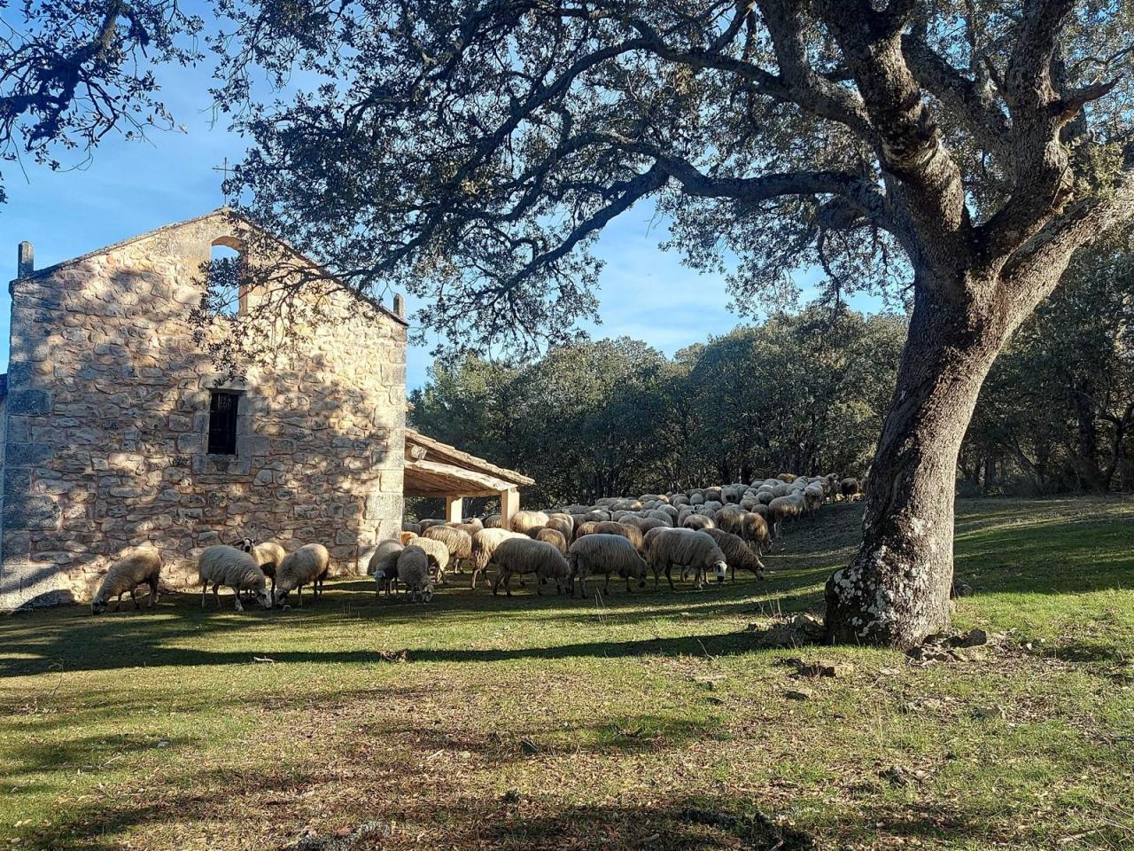 Ganadería ovina extensiva en Tejada (Burgos). / Ganaderas en Red