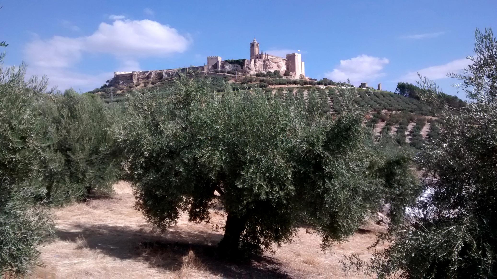 Vista de la fortaleza de La Mota, desde el olivar junto al cementerio. / O. L.