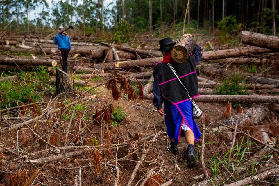 Dos hombres de la comunidad indigena Misak cargan madera desde el área en disputa con la multinacional Smurfit Kappa. Durante 6 meses de actividad de recuperación de la tierra, los Misak talaron más de 1.000 hectáreas de monocultivos como acto de protesta. Cajibío, Cauca, Colombia / Antonio Cascio.