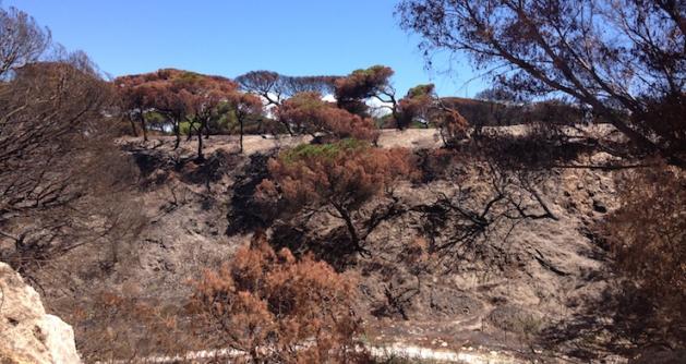 Monte quemando en la inmediaciones del parque nacional de Doñana. V.J