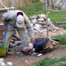 Simón y el Felipe, Zoo Municipal Andino de Oruro, Bolivia.
