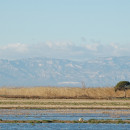 <p>Arrozales cerca del Deltebre.</p>