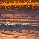 <p>Paisaje finlandés.</p>