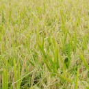 <p>Campo de cultivo de arroz dorado.</p> (: Pixabay)