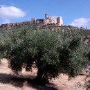 <p>Vista de la fortaleza de La Mota, desde el olivar junto al cementerio. / O. L.</p>