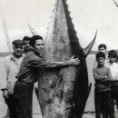 <p>Un grupo de pescadores muestra un atún de 500 kilos capturado en Tabarca en 1952.</p> (: )