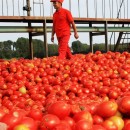 <p>El tomate chino es recogido a destajo en los campos de Sichuán.</p> (: )