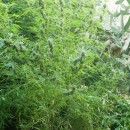 <p>Plantas de marihuana en el cultivo de Eduardo Blasina.</p> (: Javier Manzano)