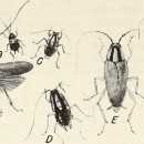 <p>Imagen del libro <em>Cockroaches : how to control them</em> (1980).</p> (: Internet Archive Book Images)