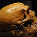 <p>Imagen de una calavera de Neanderthal.</p>