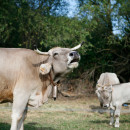 <p>Vacas en las instalaciones de la Fundación Cerezales Antonino y Cinia.</p>