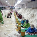 <p>Descontaminación de algodón en una hilandería en India. </p>