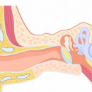 <p>Basic anatomy of the human ear</p>