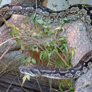 <p>Boa constrictor.</p>