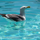 <p>Gaviota en la piscina.</p>