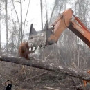 <p>Un orangután lucha contra la excavadora que destroza su hábitat (Indonesia, 2018).</p>