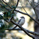 <p>Pájaro posado en un árbol en Alabama (EE.UU).</p>