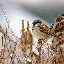 <p>Gorrioncillos posados sobre unos juncos. </p>