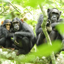 <p>Grupo de chimpancés en Uganda. </p>