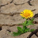 <p>Imagen de una flor creciendo entre las grietas de la tierra reseca. </p>