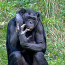 <p>Un bonobo del zoológico de Cincinnati (EEUU), mayo de 2005. <strong>/ Kabir Bakie </strong></p>