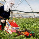 <p>Una mujer recoge fresas en un invernadero de Huelva. / <strong>RTVE</strong></p>