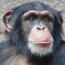 <p>Imagen de un chimpancé en el zoológico de Leipzig, Alemania. / <strong>Thomas Lersch</strong></p>