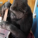 <p>La gorila Koko examina el bajo de Flea, músico de Red Hot Chilli Peppers (tumbado al fondo). / <strong>BBC</strong> </p>
