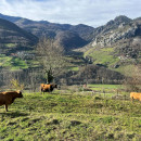 <p>Ganadería vacuna extensiva en Asturias. / <strong>Ganaderas en Red</strong></p>