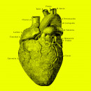 <p>Anatomía universal de la derecha española</p>