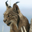 <p>Lince ibérico. / <strong>Life LynxConnect</strong></p>