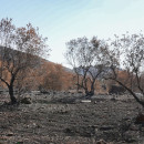 <p>Olivar quemado por bombas de fósforo blanco en Aita Al Chaab, pueblo fronterizo en el sur del Líbano. Imagen tomada en noviembre de 2023.  / <strong>Jihad Jneid</strong></p>