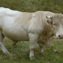 <p>Toro charolés en los puertos de Salvorón (Liébana, Cantabria). / <strong>Teofrasto820</strong></p>