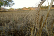 <p>Campo de trigo en Pina de Montalgrao (Comunitat Valenciana).</p>