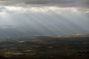 <p>Olivares de regadío en Sierra Mágina, Jaén.</p>