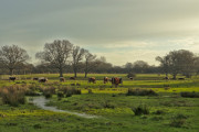 <p>Vacas pastando en el área renaturalizada de Knepp (Reino Unido).</p>