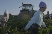 <p>Trabajos agrícolas en la finca El Humoso de Marinaleda, de gestión colectiva. /<strong> AJ+ Español (Youtube)</strong></p>