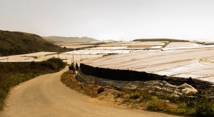 <p>Invernaderos de Almería que sirven de localización en <em>Mar de plástico</em></p>