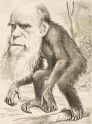 <p>Caricatura de Charles Darwin publicada en la revista The Hornet.</p>