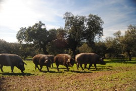 <p>Cerdos ibéricos andando por el encinar</p>