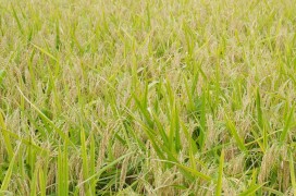 <p>Campo de cultivo de arroz dorado.</p>
