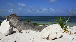 <p>Detalle en una de las playas de la costa Maya.</p>
