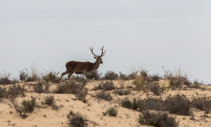 <p>Un ciervo recorre las dunas del Parque Nacional de Doñana.</p>