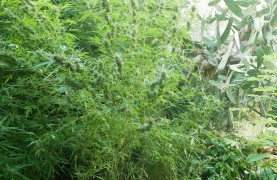 <p>Plantas de marihuana en el cultivo de Eduardo Blasina.</p>