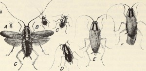 <p>Imagen del libro <em>Cockroaches : how to control them</em> (1980).</p>