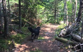 <p>Un perro pasea por un bosque de Nueva Escocia, Canadá.</p>