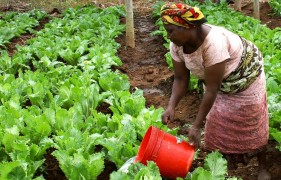 <p>Una mujer riega un cultivo en Tanzania. </p>