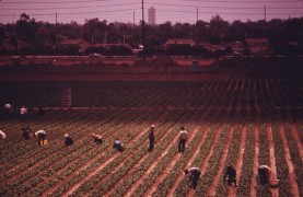 <p>Imagen de archivo de braceros trabajando en los campos del sur de California, 1970. </p>