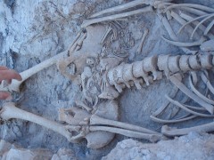 <p>Restos de una mujer embarazada y su  feto encontrados en el yacimiento de Juan Primo en Gáldar (Gran Canaria).</p>