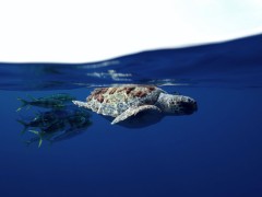 <p>En 2019 se han encontrado cinco nidos de tortugas bobas en España. </p>